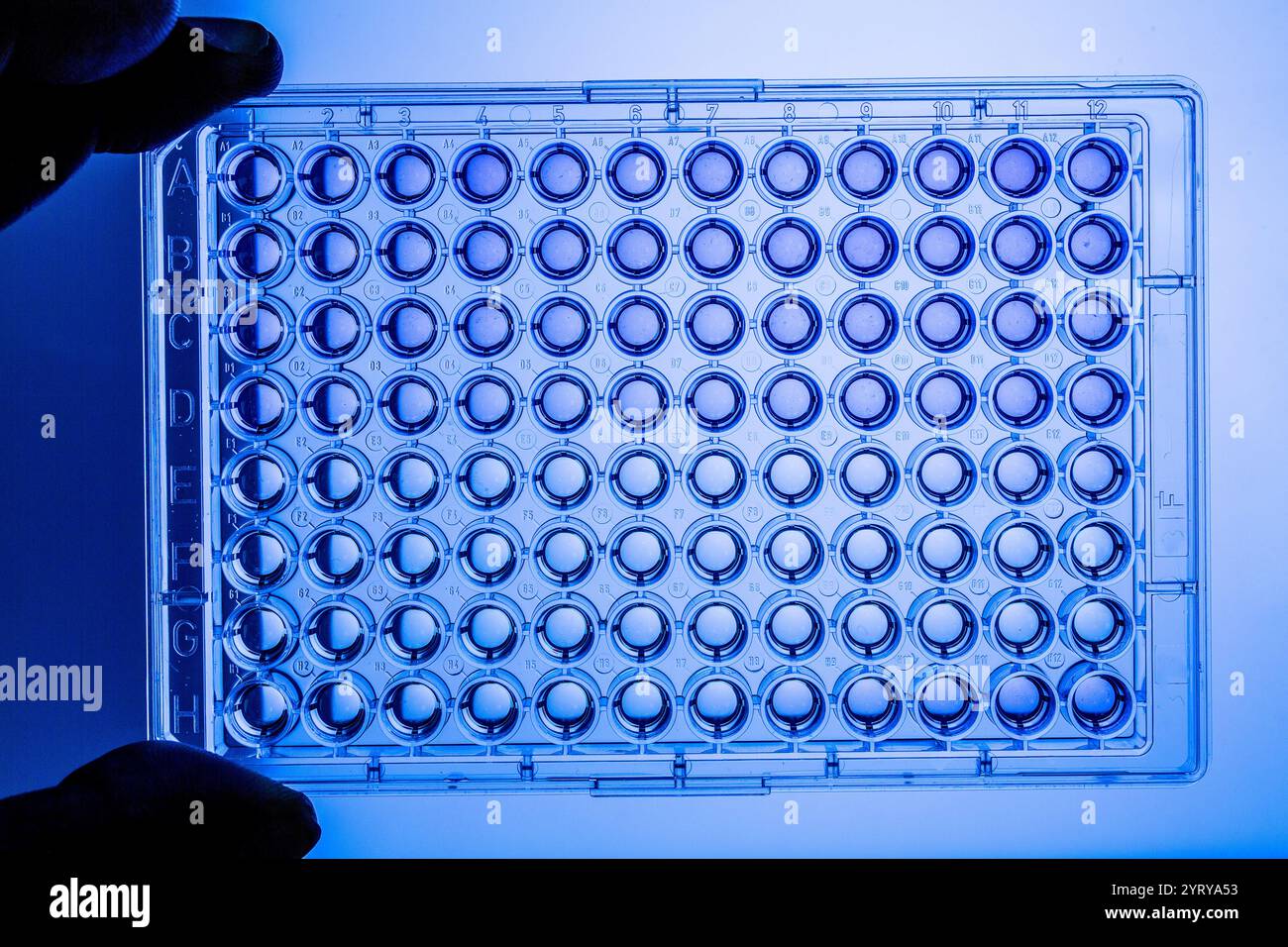 Mano con guanti per una micropiastra a 96 pozzetti, utilizzata nella ricerca biologica e nell'analisi Foto Stock