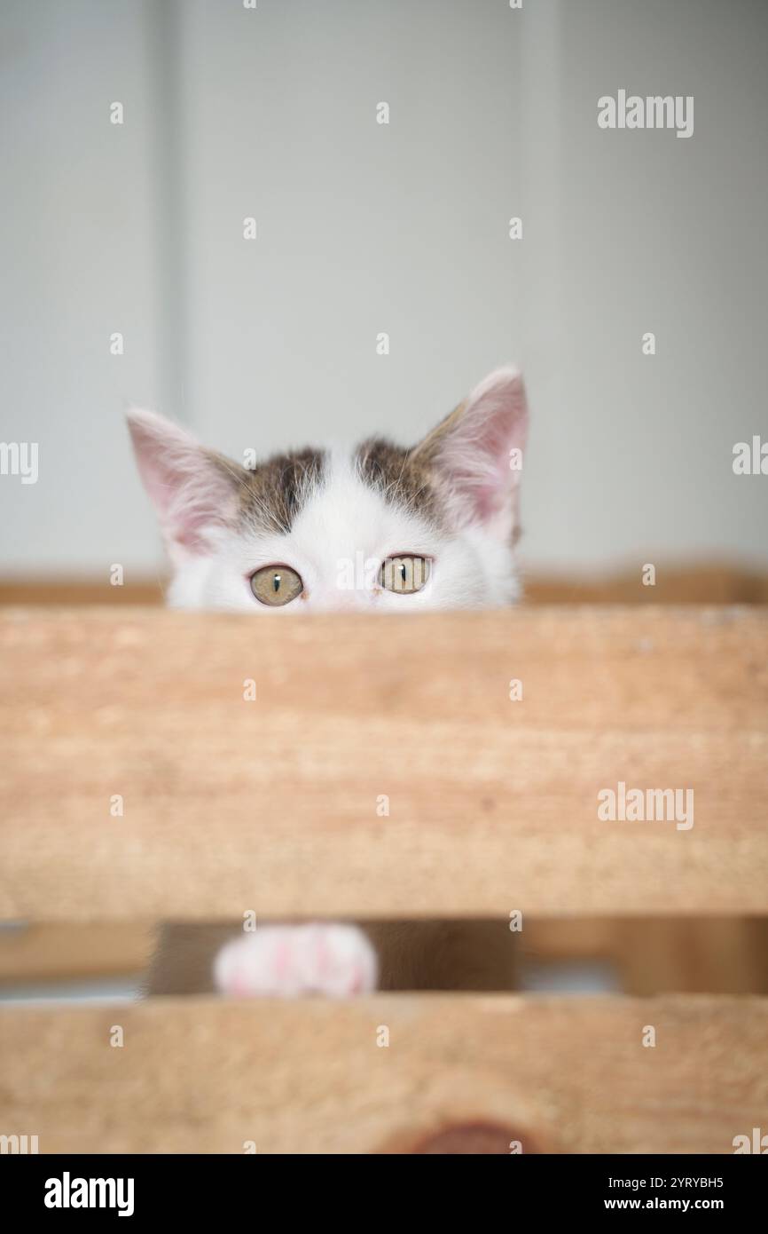 Curioso gattino che riposa le zampe su una superficie di legno, guarda con occhi innocenti, evidenziandone la natura giocosa e curiosa. Foto Stock