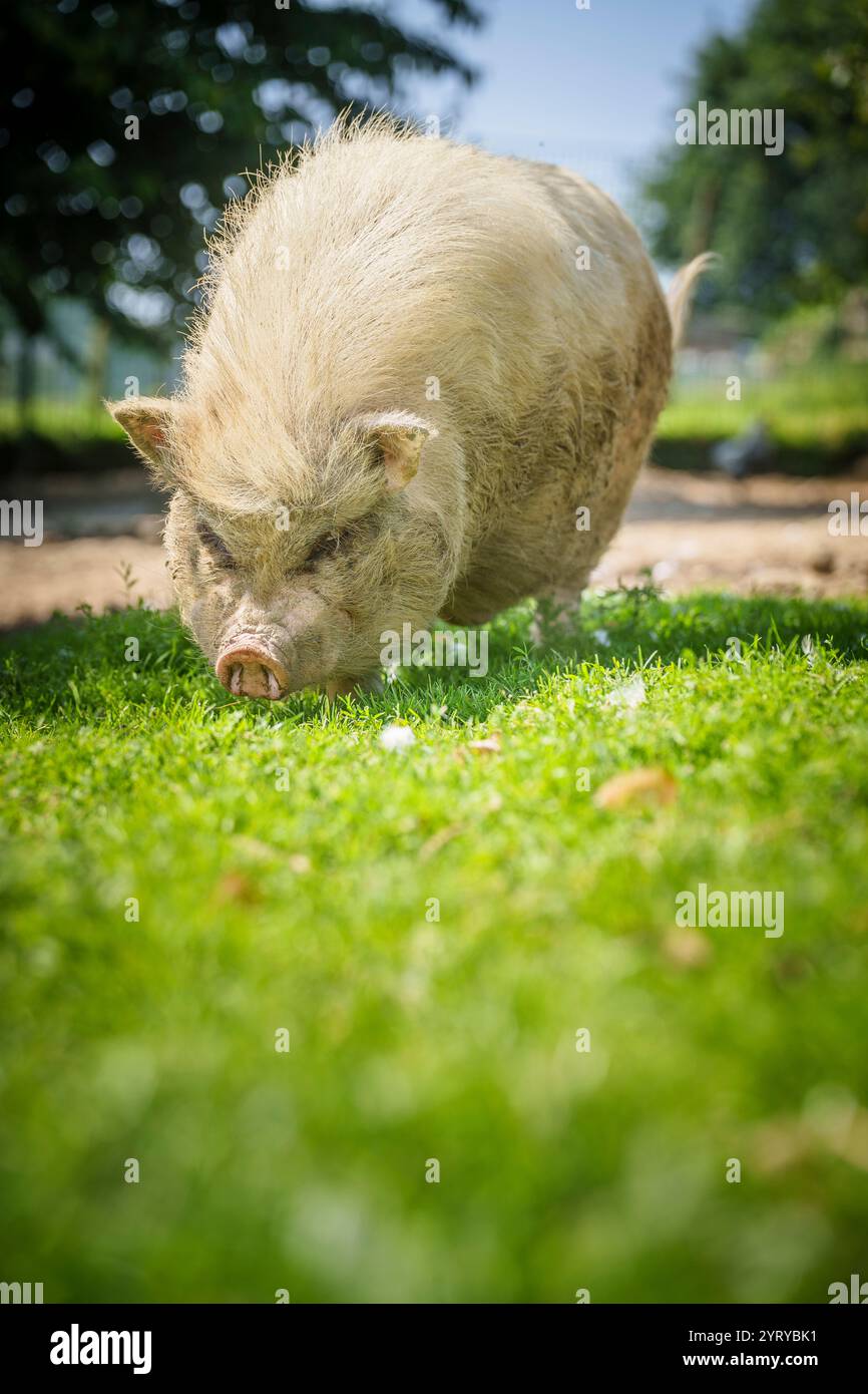 Maiale domestico che si forgia sull'erba in un ambiente rurale, catturando la natura giocosa e curiosa degli animali da fattoria. Foto Stock