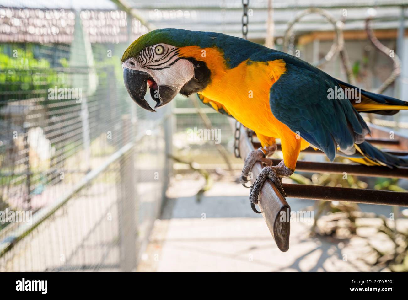 Macchia d'ara colorata arroccata in una gabbia per uccelli, che mostra piume vivaci e mostra la bellezza degli uccelli domestici esotici. Foto Stock