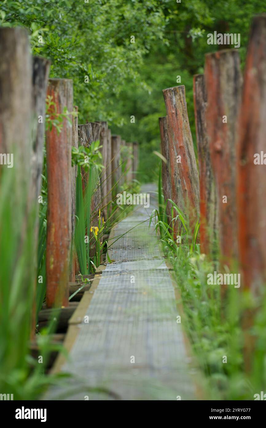 Passerella in legno attraverso una vegetazione lussureggiante, che enfatizza la tranquillità, i percorsi naturalistici e gli ambienti all'aperto sostenibili. Foto Stock