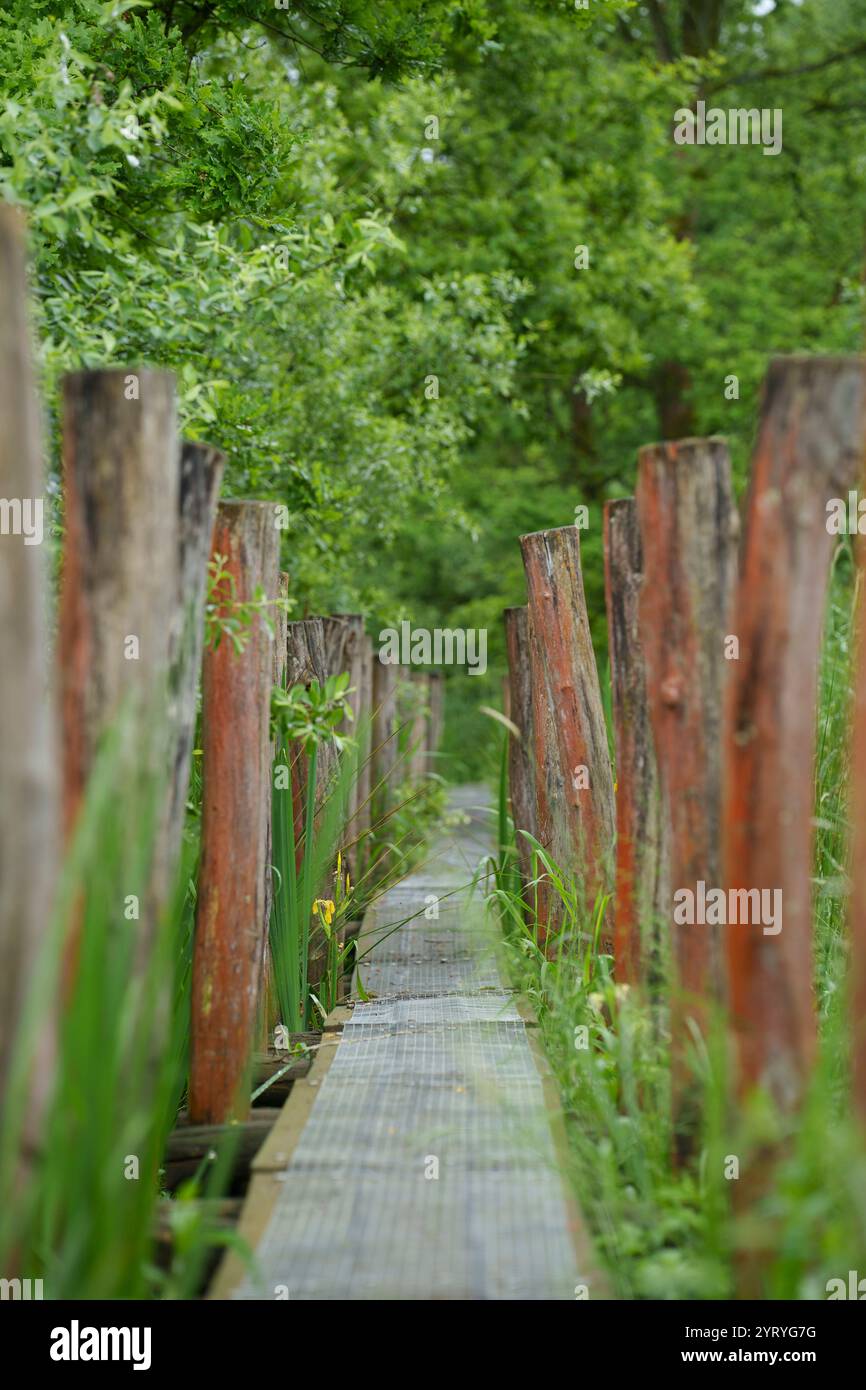 Passerella in legno attraverso una vegetazione lussureggiante, che enfatizza la tranquillità, i percorsi naturalistici e gli ambienti all'aperto sostenibili. Foto Stock