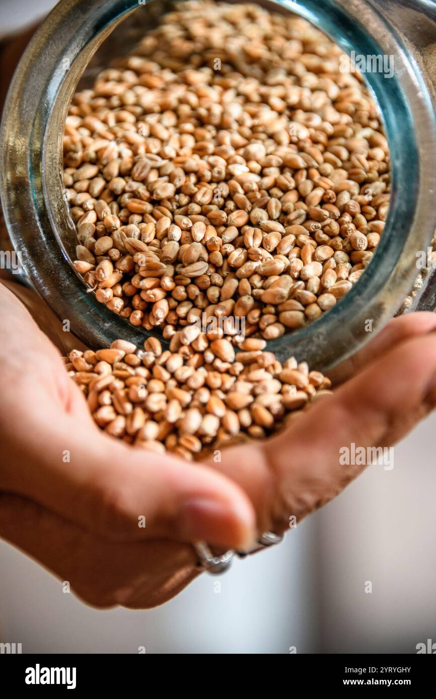 Primo piano di chicchi che versano da un barattolo in una mano, evidenziando la freschezza, l'agricoltura biologica e gli ingredienti utilizzati nella produzione tradizionale di birra. Foto Stock