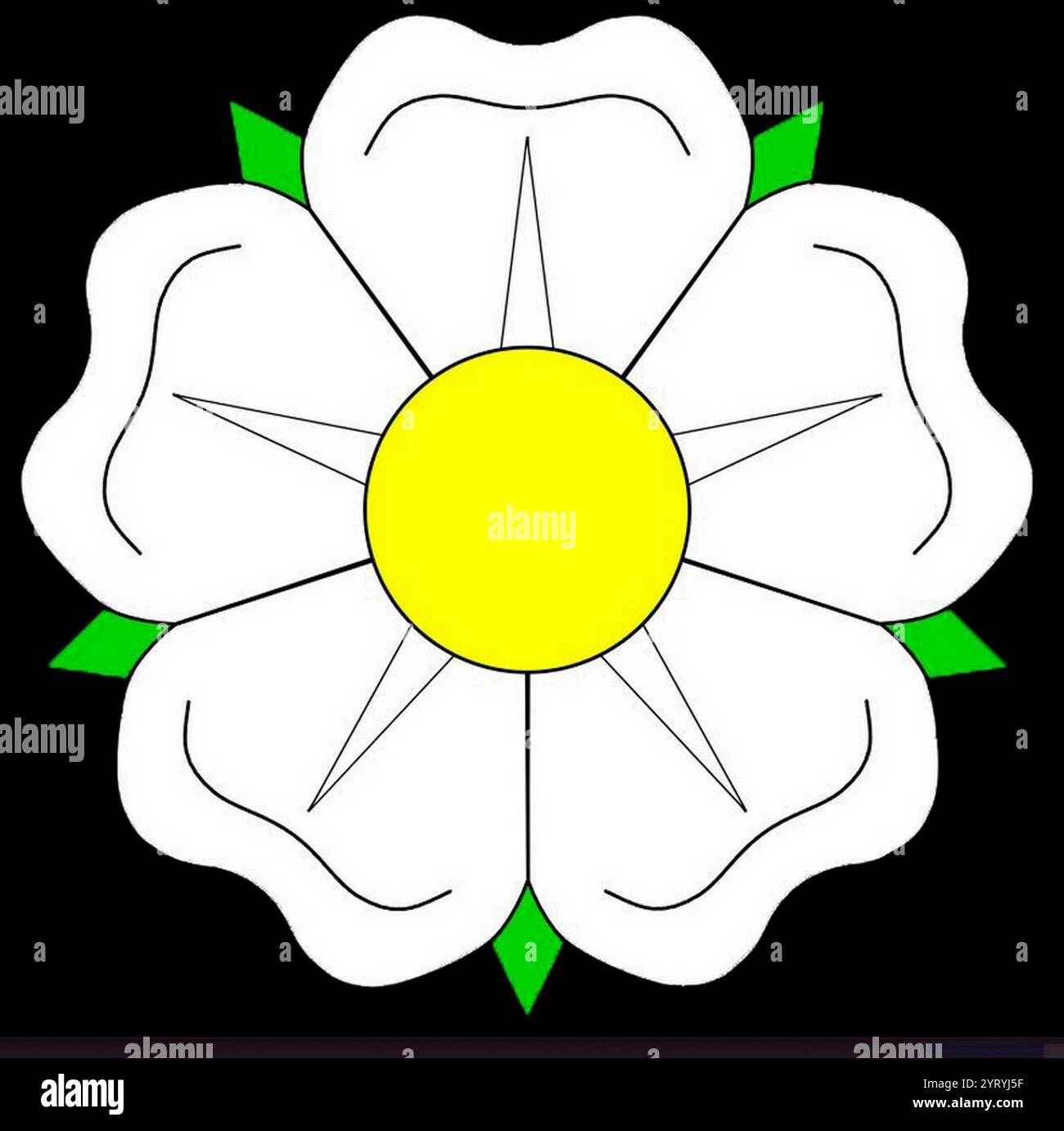 La Rosa Bianca di York (latinizzata come rosa alba, bordata come una rosa argente) è una rosa araldica bianca adottata nel XIV secolo come stemma araldico della Casa reale di York. Foto Stock