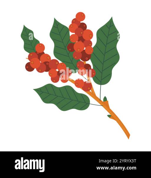 Chicchi di caffè biologici con foglie di caffè isolate su sfondo bianco Illustrazione Vettoriale