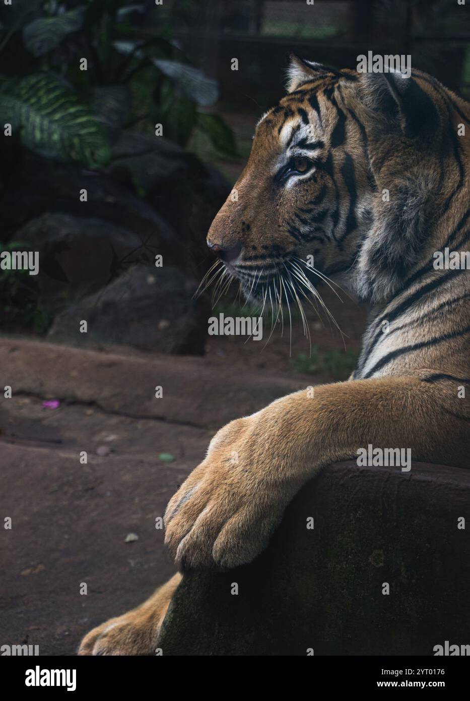 La tigre si rilassava dopo un buon pasto Foto Stock