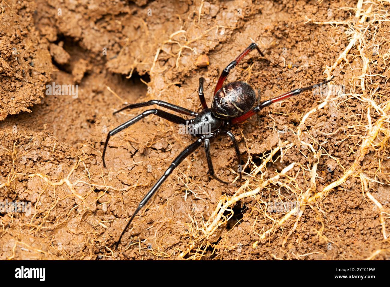 Falso Black Widow Spider, Spider, Steatoda sp., Maharashtra, India Foto Stock