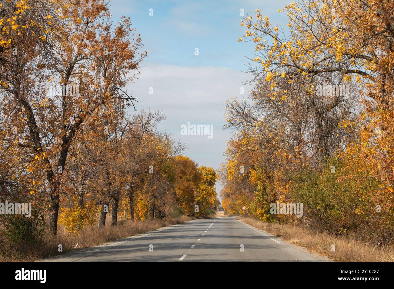 Strada di montagna attraverso il panoramico paesaggio autunnale della provincia del Montana, Bulgaria, con vibranti fogliame autunnale e auto che viaggiano lungo la nuova strada asfaltata Foto Stock