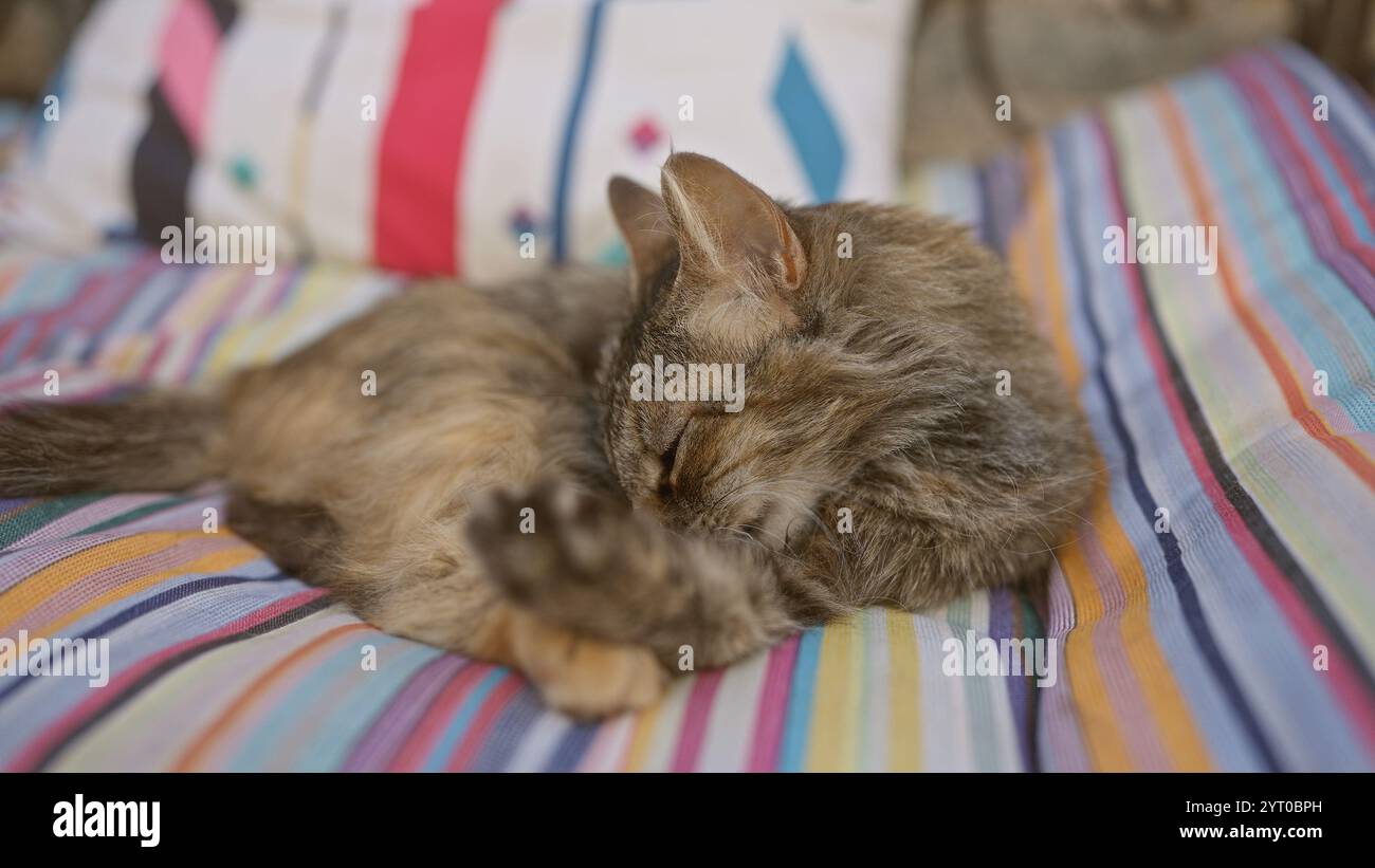 Gattino che dorme su una coperta colorata a righe in un ambiente all'aperto che mostra una tranquilla scena di relax Foto Stock