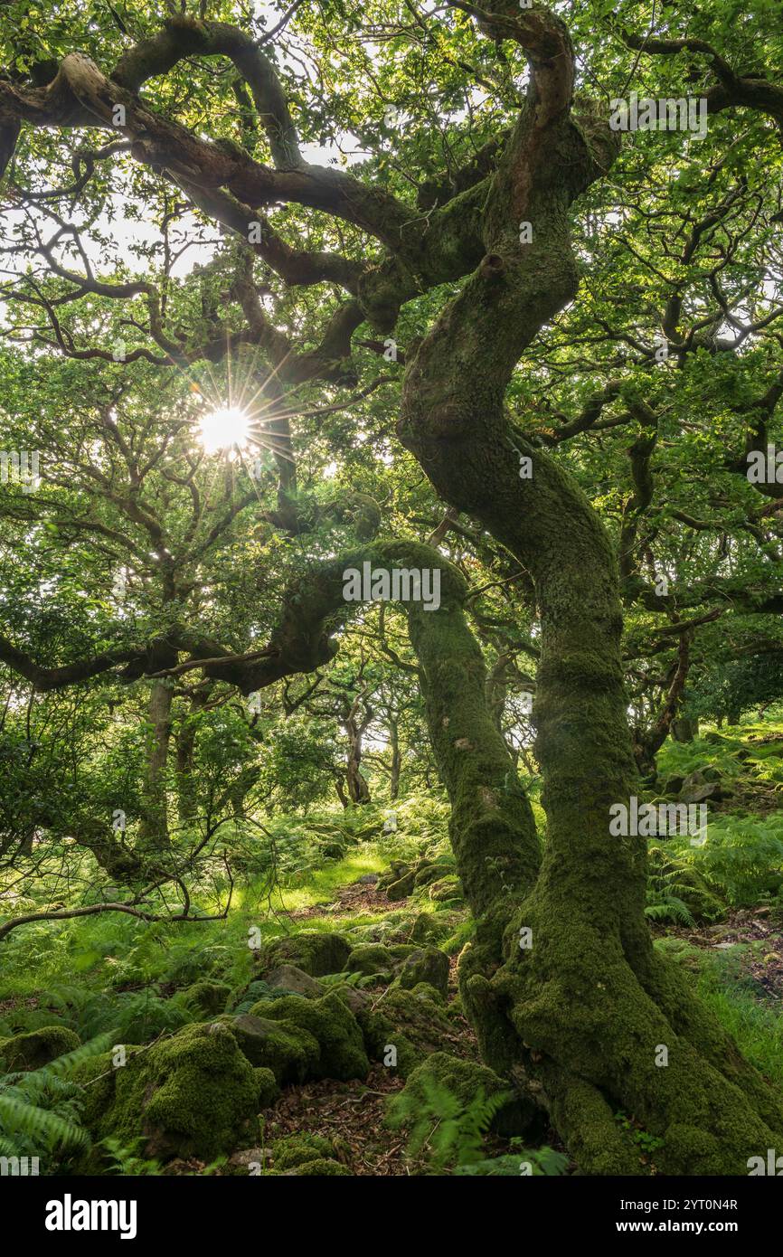 Quercia storta e contorta in un bosco deciduo di Dartmoor, Devon, Inghilterra. Estate (luglio) 2021. Foto Stock