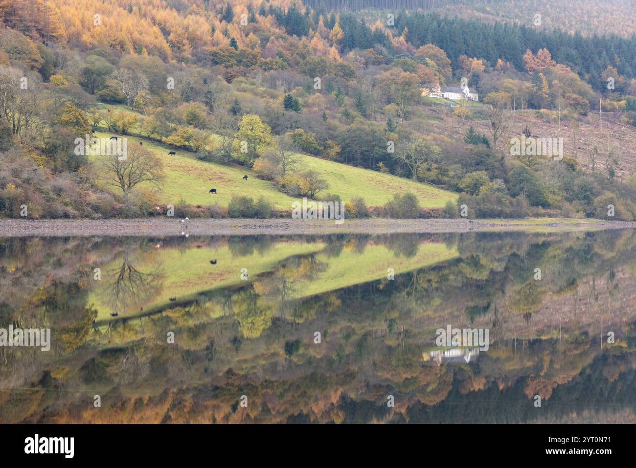 Fogliame autunnale riflesso nel lago artificiale di Talybont, nel parco nazionale di Brecon Beacons (Bannau Brycheiniog), Powys, Galles, Regno Unito. Autunno (novembre) 2024. Foto Stock