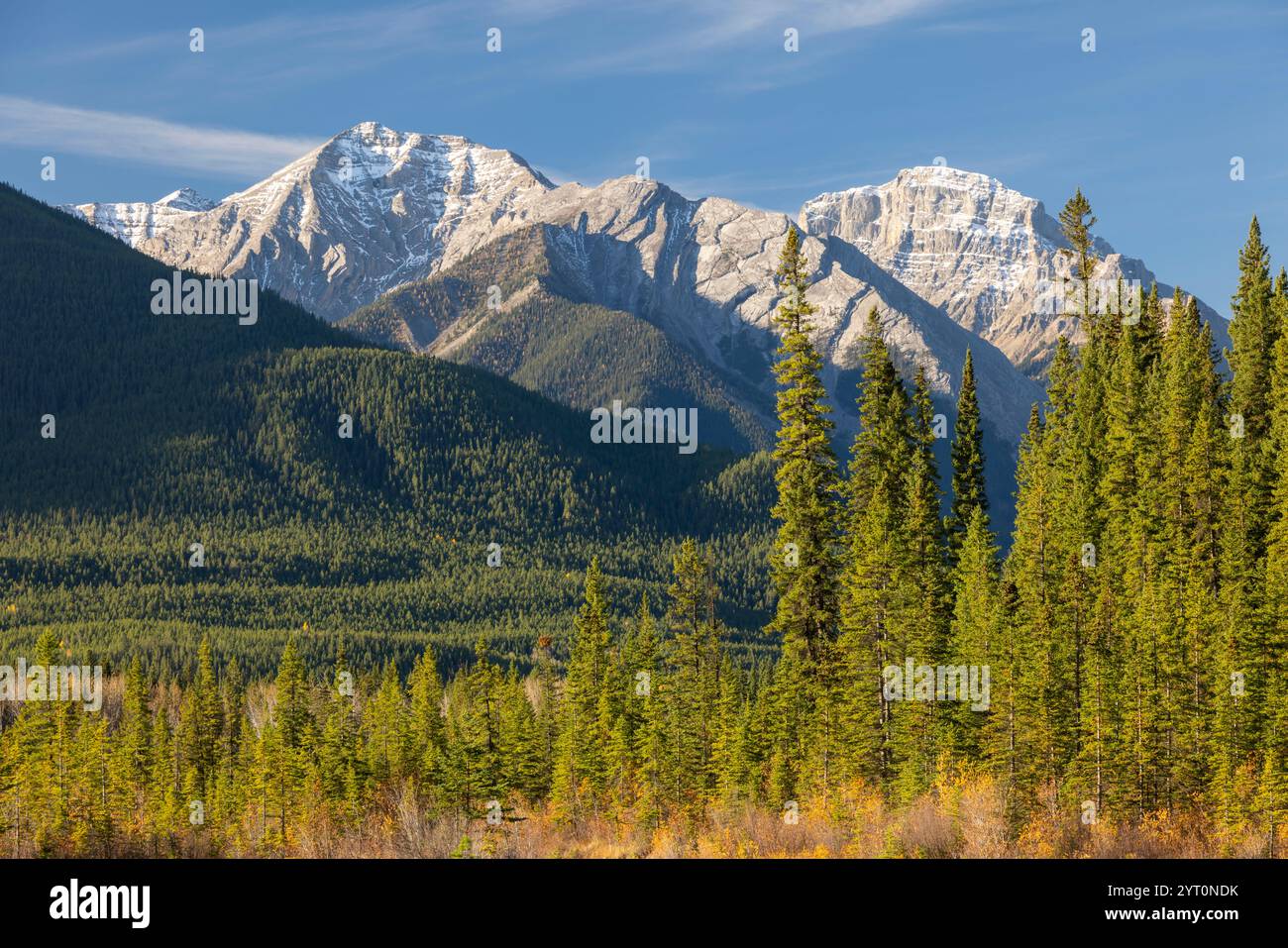 Montagne e pineta nelle Montagne Rocciose canadesi, Banff National Park, Alberta, Canada. Autunno (ottobre) 2024. Foto Stock