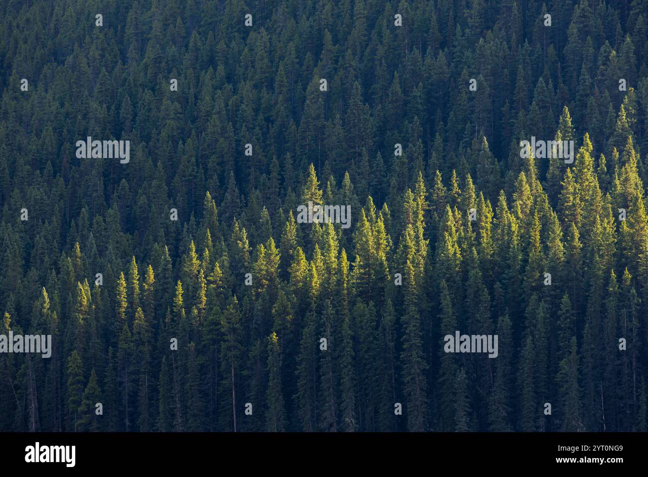 La luce del sole sulle foreste di pini delle Montagne Rocciose canadesi, Alberta, Canada. Autunno (ottobre) 2024. Foto Stock