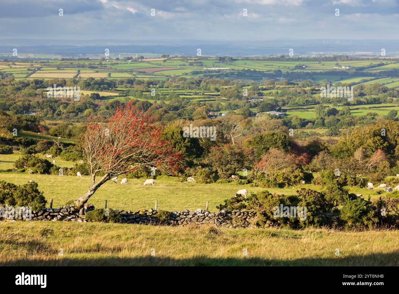 Albero coperto di bacche rosse e muro di drystone nel Dartmoor National Park, Devon, Inghilterra. Autunno (settembre) 2024. Foto Stock