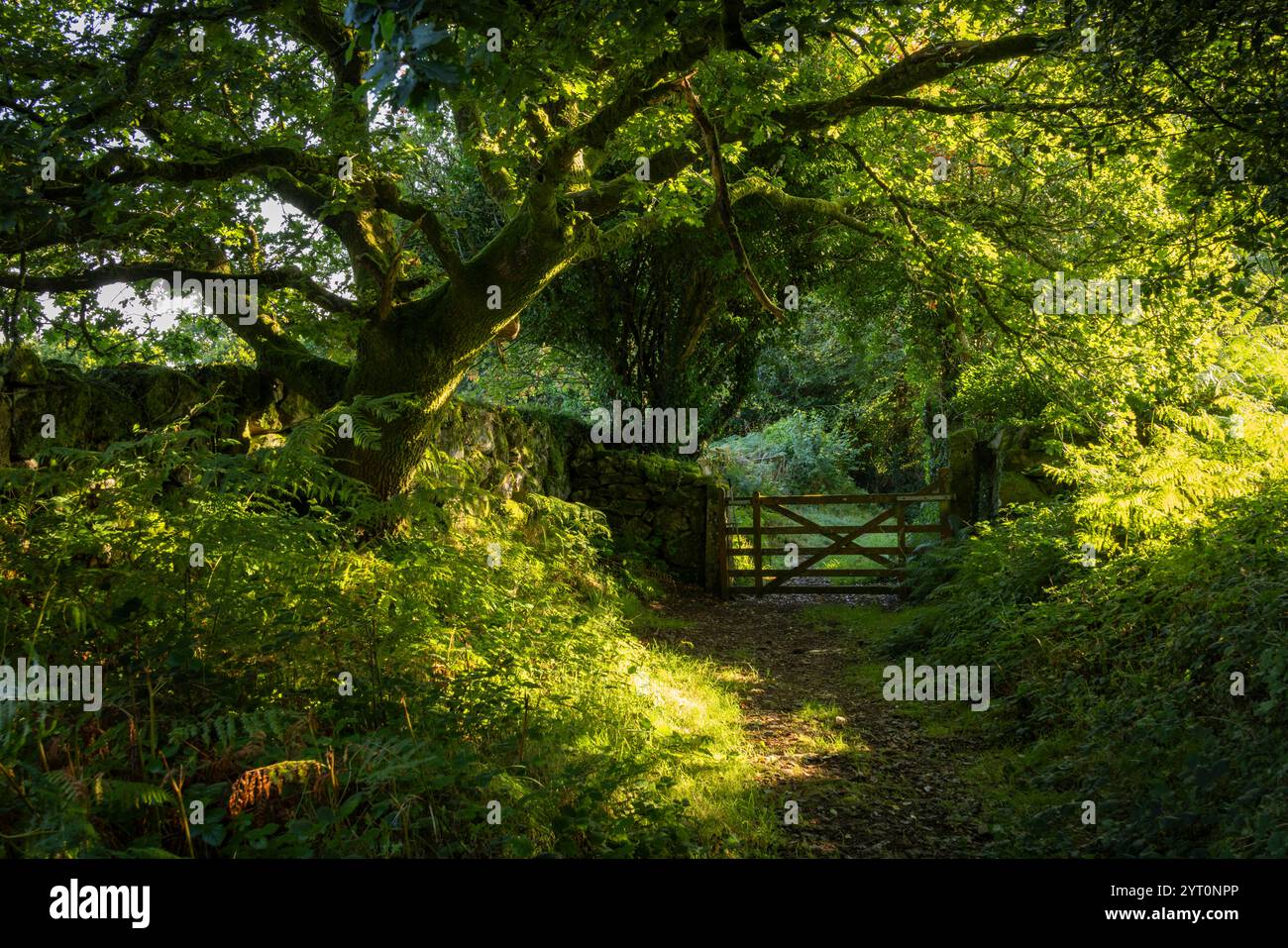 Sentiero e ingresso nel bosco, Dartmoor National Park, Devon, Inghilterra. Estate (agosto) 2024. Foto Stock