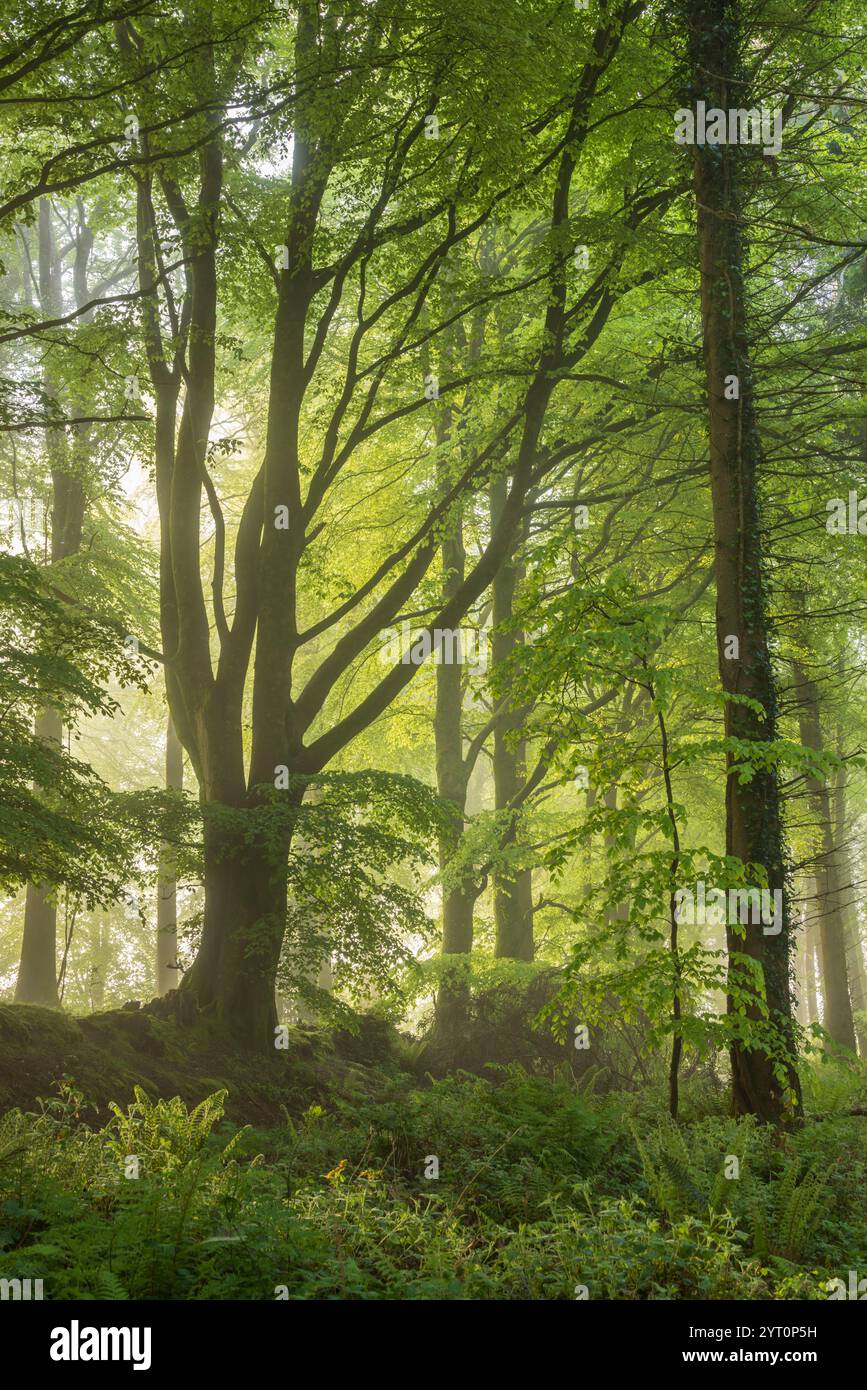 Fogliame primaverile in un bosco nebbioso e deciduo, Devon, Inghilterra. Primavera (maggio) 2024. Foto Stock