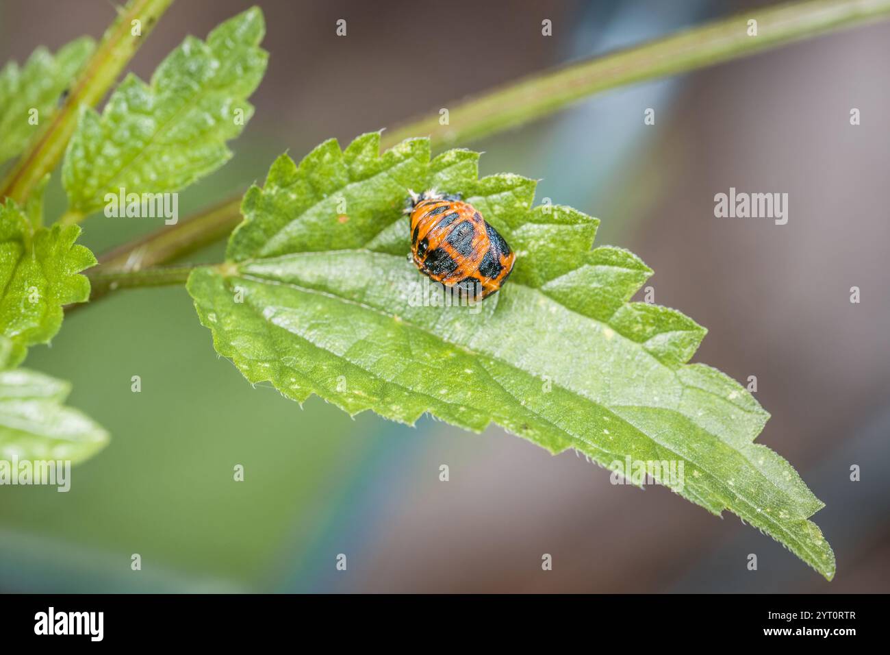 Pupa di una coccinella su una foglia verde di un albero in natura, Germania Foto Stock