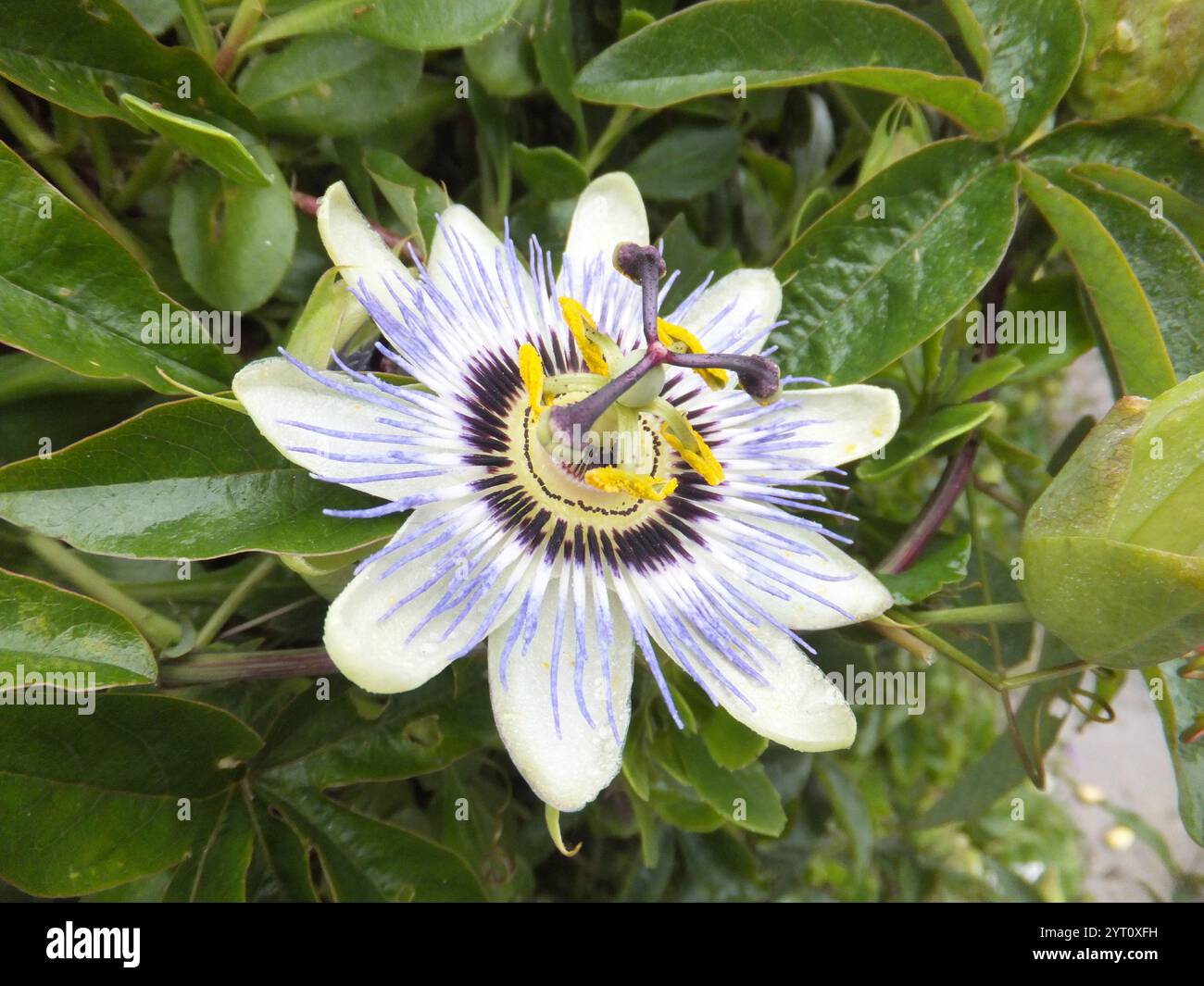 Fiore della passione "Passiflora caerulea" con il suo fiore a forma di ciotola bianco, con filamenti coronali blu e viola che fioriscono vigorosamente vicino a una h. Foto Stock