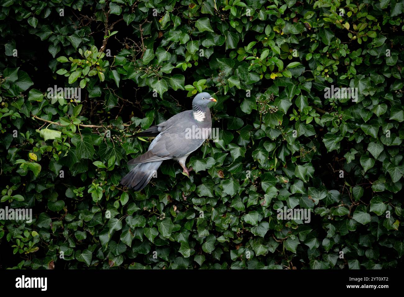 Un Woodpigeon che si nutre di bacche di edera, Warwickshire, Regno Unito Foto Stock