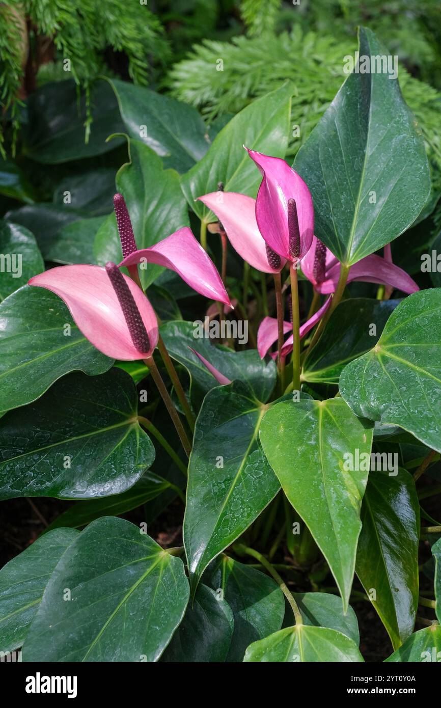 Anthurium Zizou, fiore di fenicottero, foglie a forma di cuore, spezie rosa a punta Foto Stock