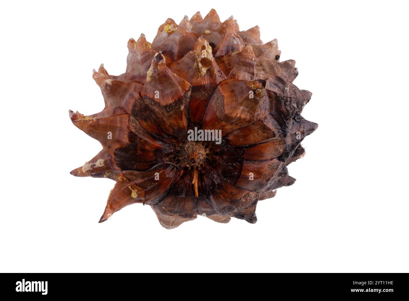 Primo piano delle spirali di Fibonacci sulle foglie di un cono di pino Coulter, con sfondo isolato Foto Stock