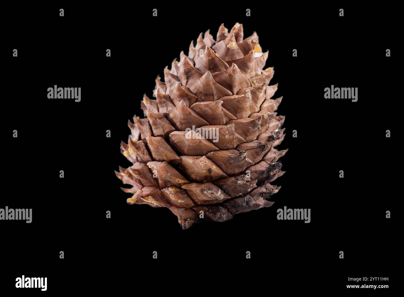 Primo piano delle spirali di Fibonacci sulle foglie di un cono di pino Coulter, con sfondo isolato Foto Stock