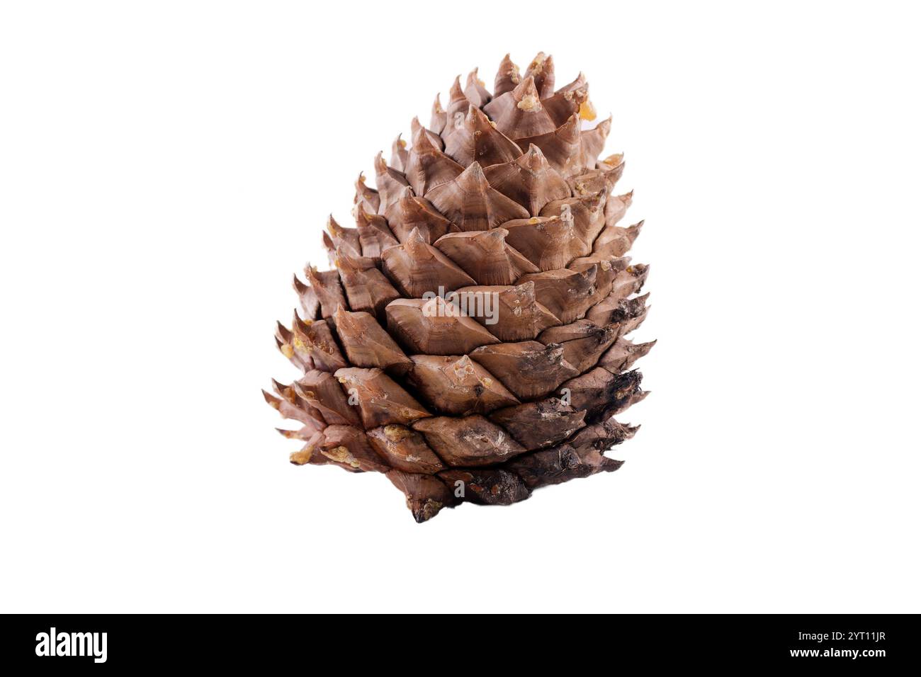 Primo piano delle spirali di Fibonacci sulle foglie di un cono di pino Coulter, con sfondo isolato Foto Stock