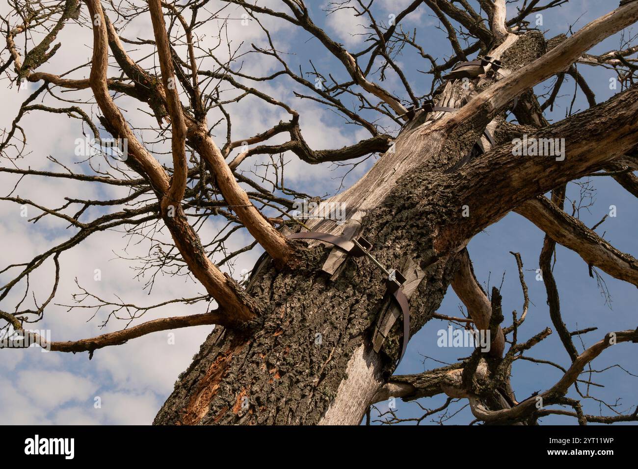 Albero Lightning-Split con cerchio metallico che lega il tronco morto Foto Stock