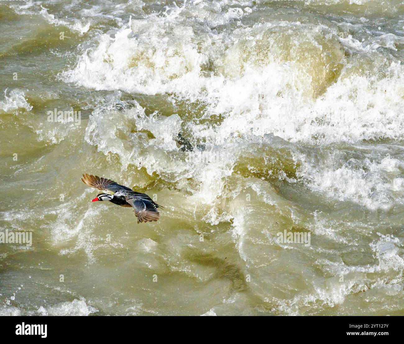 Torrente Duck drake Merganetta armata che emerge dalle rapide di un fiume di montagna che scorre velocemente nelle Ande cilene Torres del Paine Foto Stock