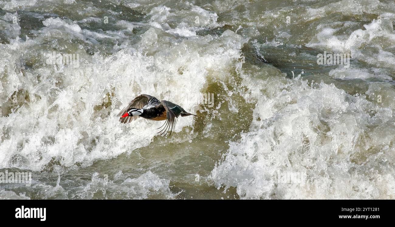 Torrente Duck drake Merganetta armata che emerge dalle rapide di un fiume di montagna che scorre velocemente nelle Ande cilene Torres del Paine Foto Stock