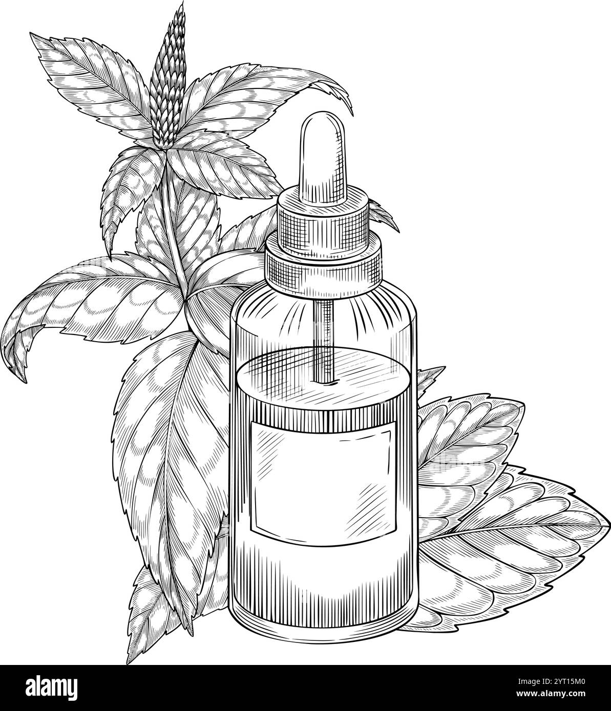 Olio essenziale di menta in bottiglia di vetro vintage ed erbe medicinali. Illustrazione lineare vettoriale di una fiala retrò con contagocce ed erbe. Incisione monocromatica per aromaterapia e design cosmetico. Illustrazione Vettoriale