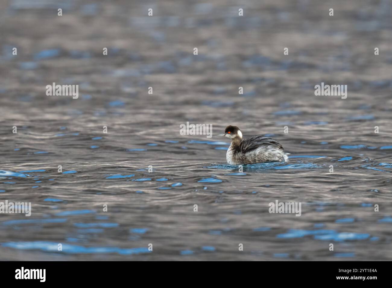 Un Grebe immaturo senza orecchie (Podiceps nigricollis) che nuota al largo della costa della bassa California Sur, Messico. Foto Stock