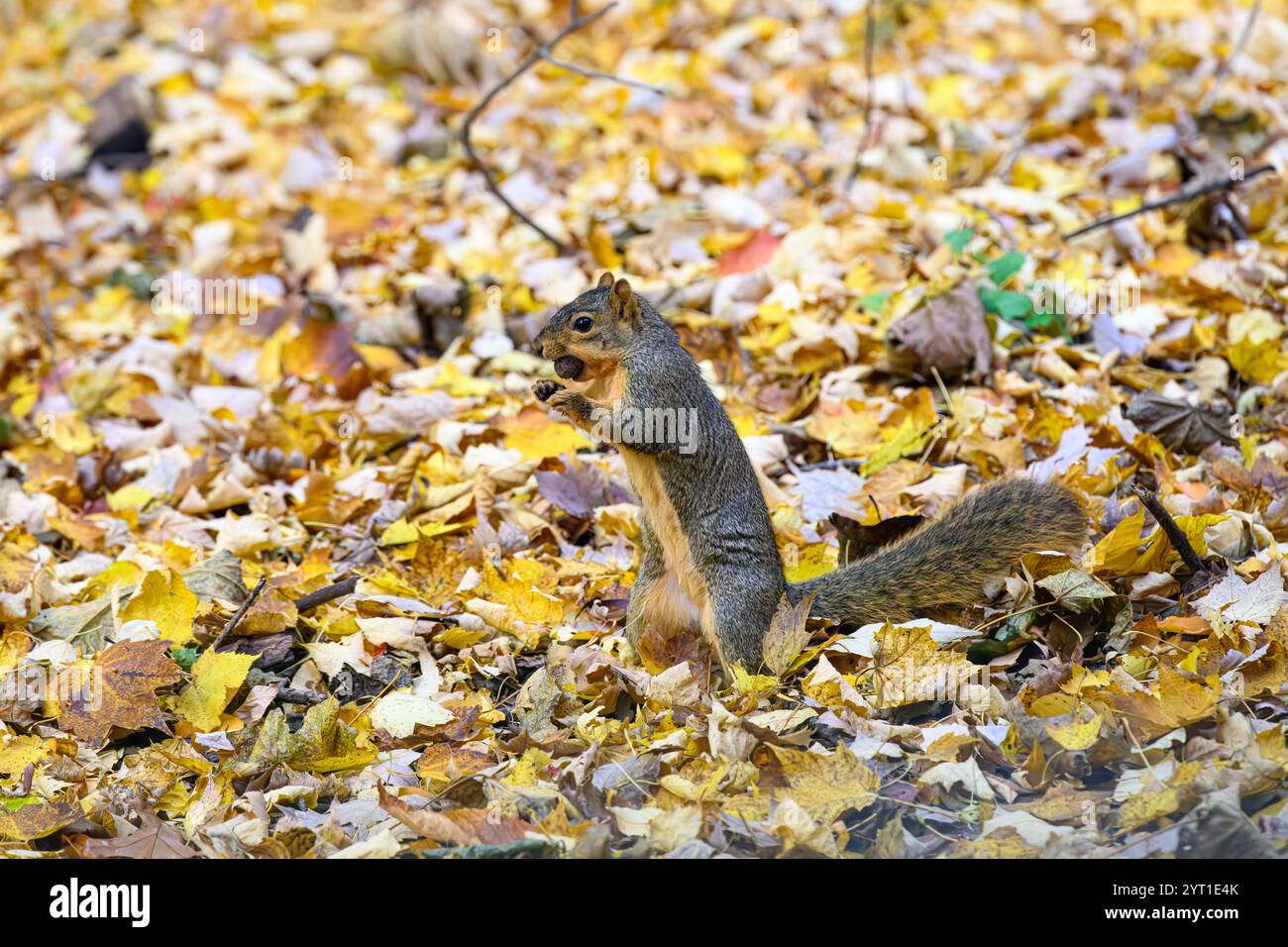 Uno scoiattolo di volpe (Sciurus niger) in piedi sulle zampe posteriori che tiene in bocca una ghianda tra foglie gialle cadute nel Michigan, USA. Foto Stock
