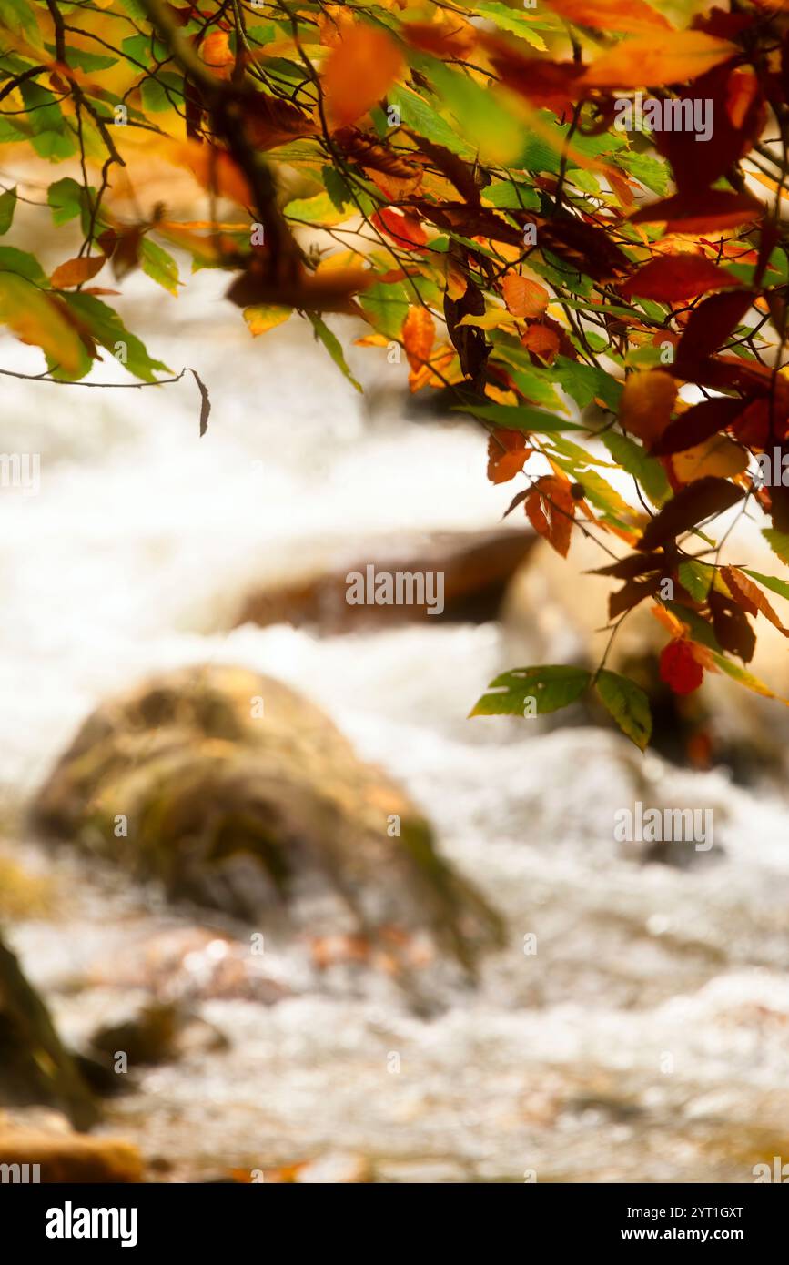 Il sole si illumina dietro foglie colorate in autunno con il fiume Pigeon che scorre sullo sfondo, North Carolina. Foto Stock