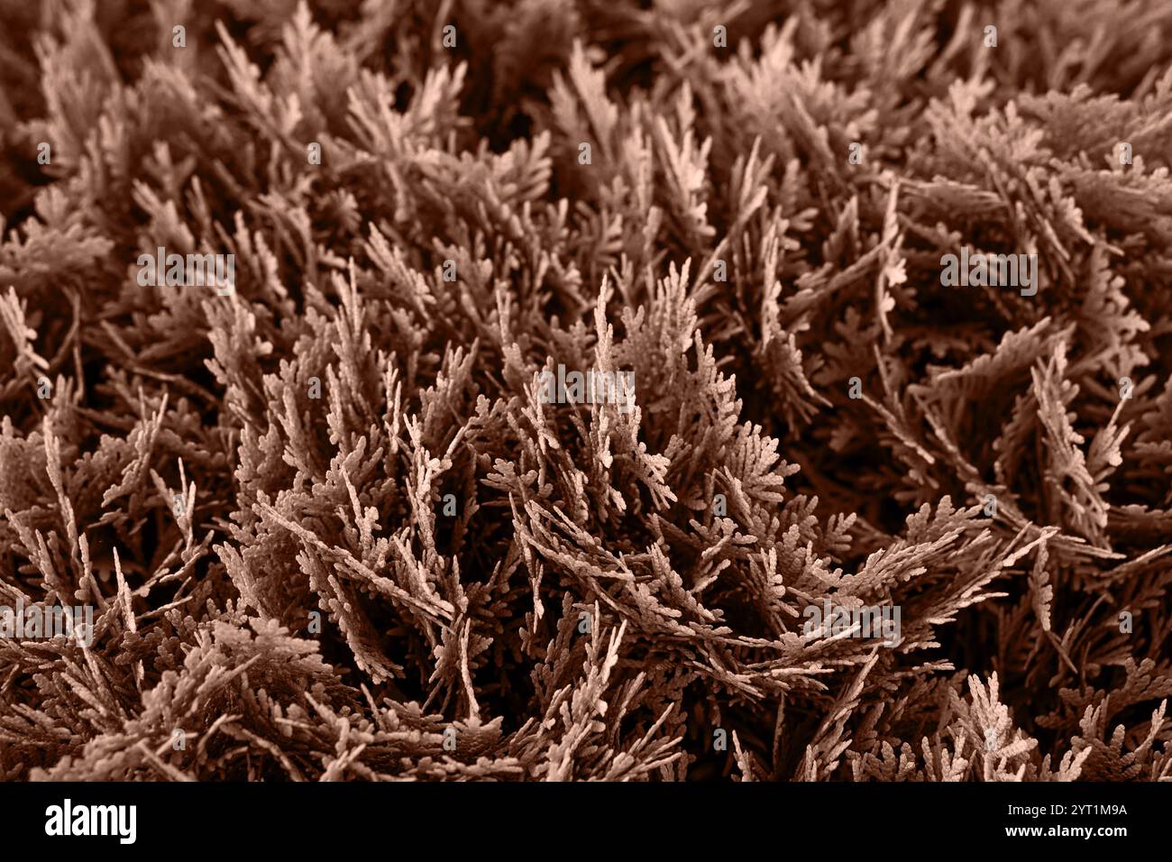 Sfondo di Thuja astratto. Mostrando i colori del 2025 - Mocha Mousse. Concetto di colore. Foto Stock