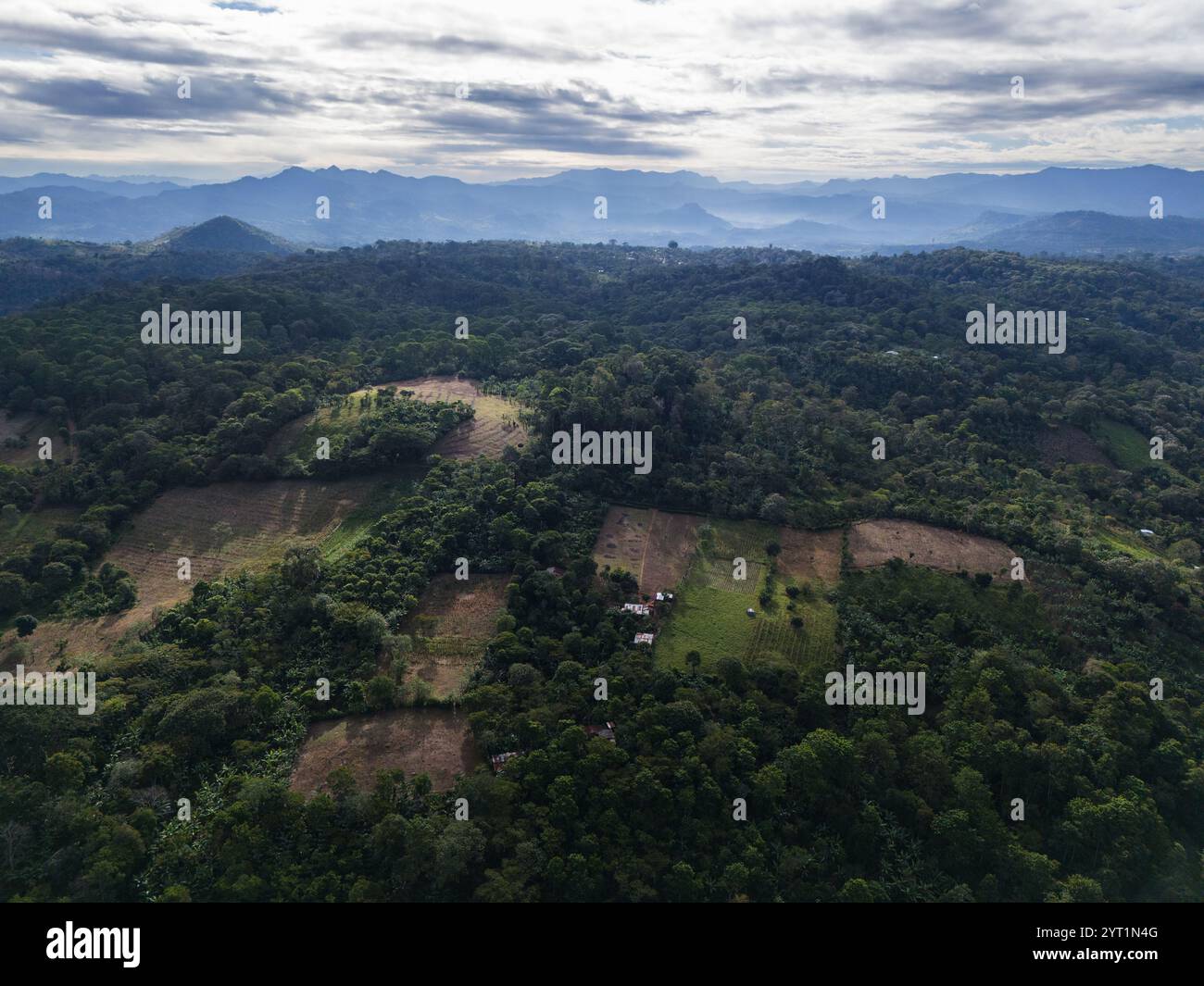Paesaggio tropicale con vista aerea dei campi agricoli con droni alla luce del mattino Foto Stock