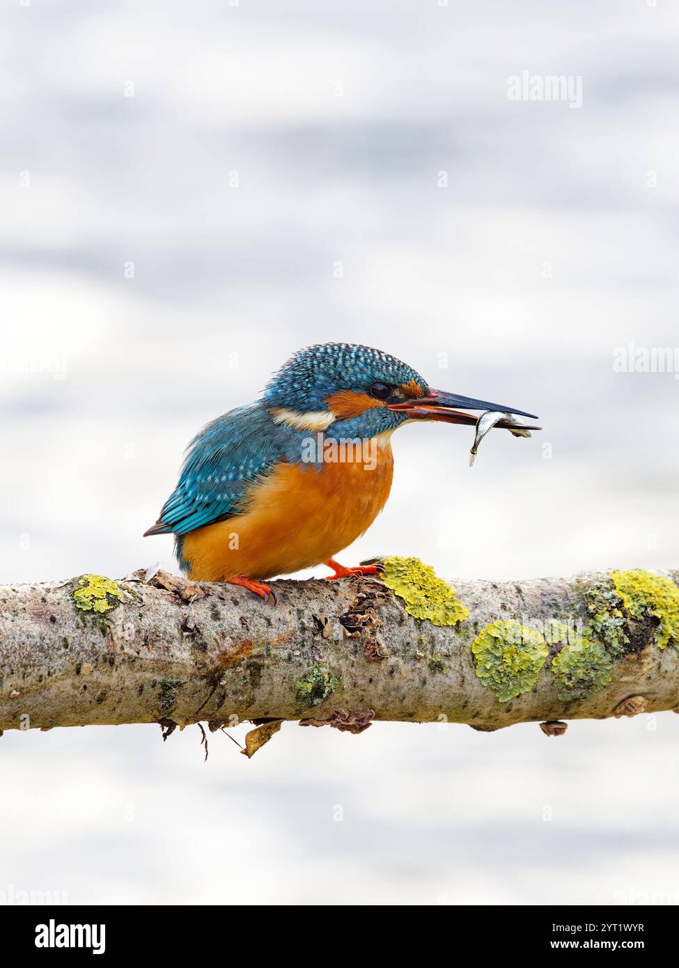Uccello KingFisher (Alcedo atthis) arroccato su un ramo di albero con pesci Foto Stock