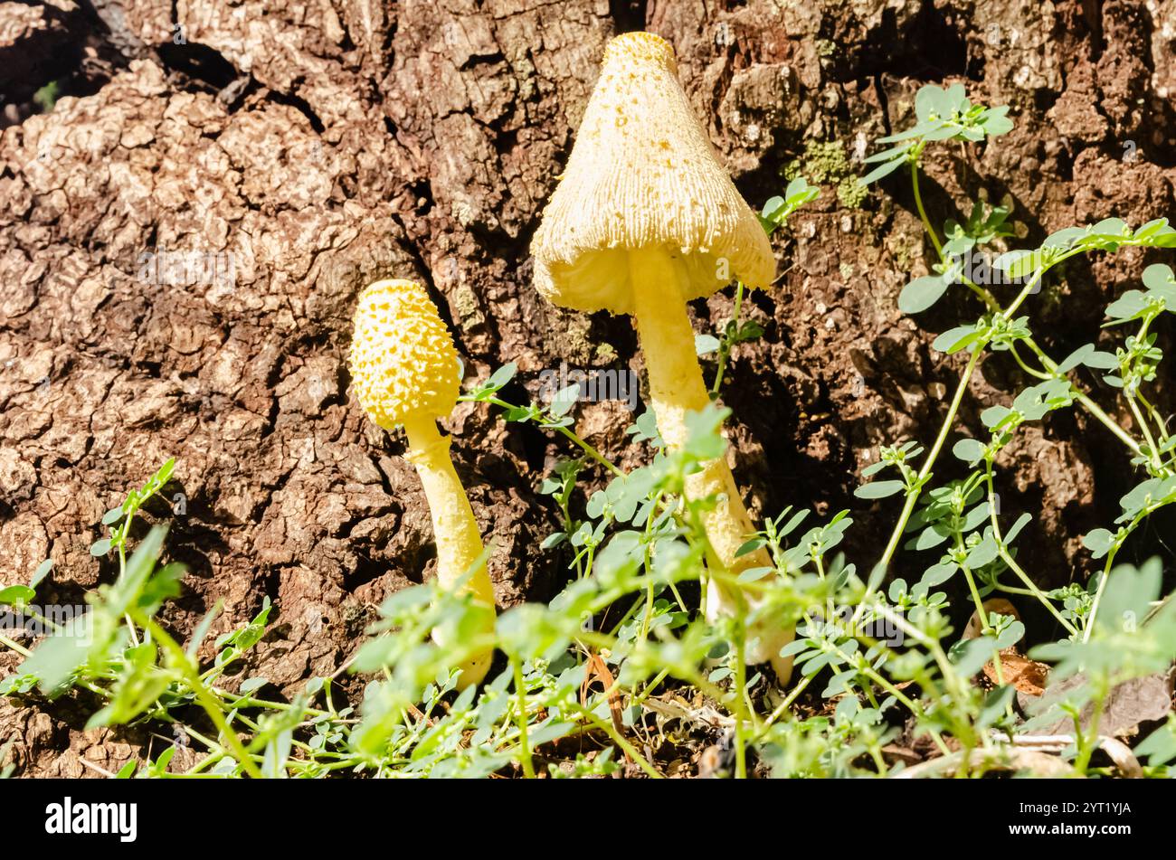 Il Leucoprinus birnbaumii, noto anche come ombrello giallo, sta crescendo dal lato di un vecchio albero di mango in decomposizione. Foto Stock