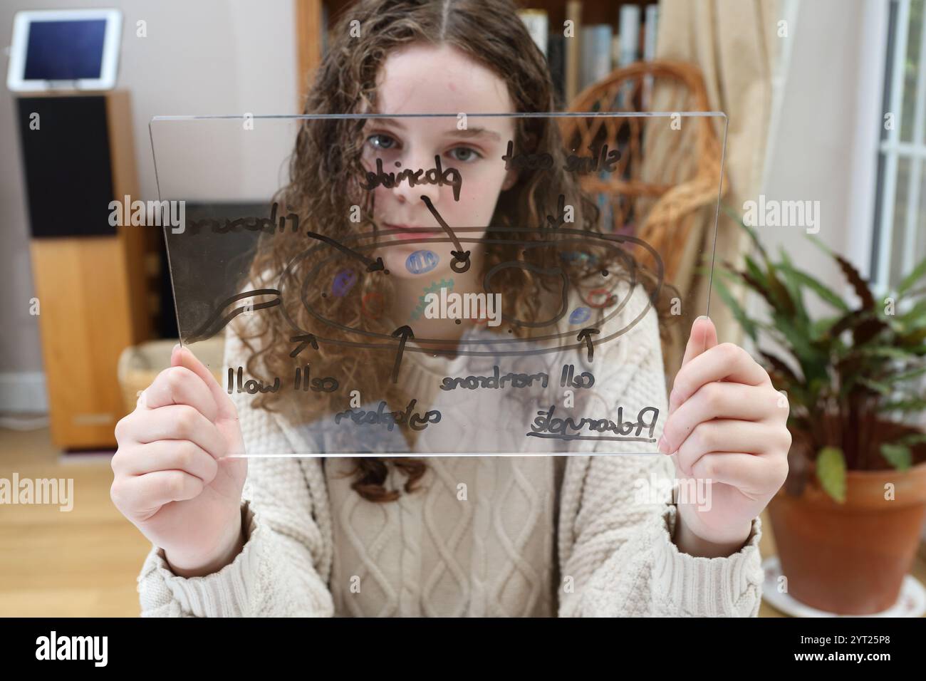 Adolescente che studia revisione della struttura cellulare biologia scientifica GCSE disegnando il diagramma della cellula sulla lavagna bianca Foto Stock