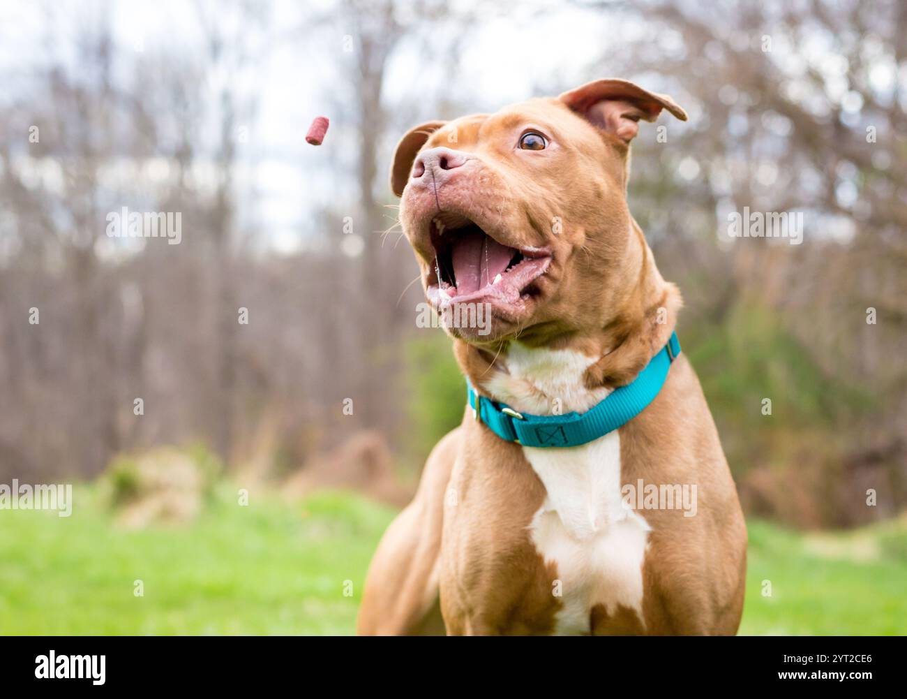 Un cane di razza mista Pit Bull Terrier che apre la bocca per catturare una delizia in aria Foto Stock