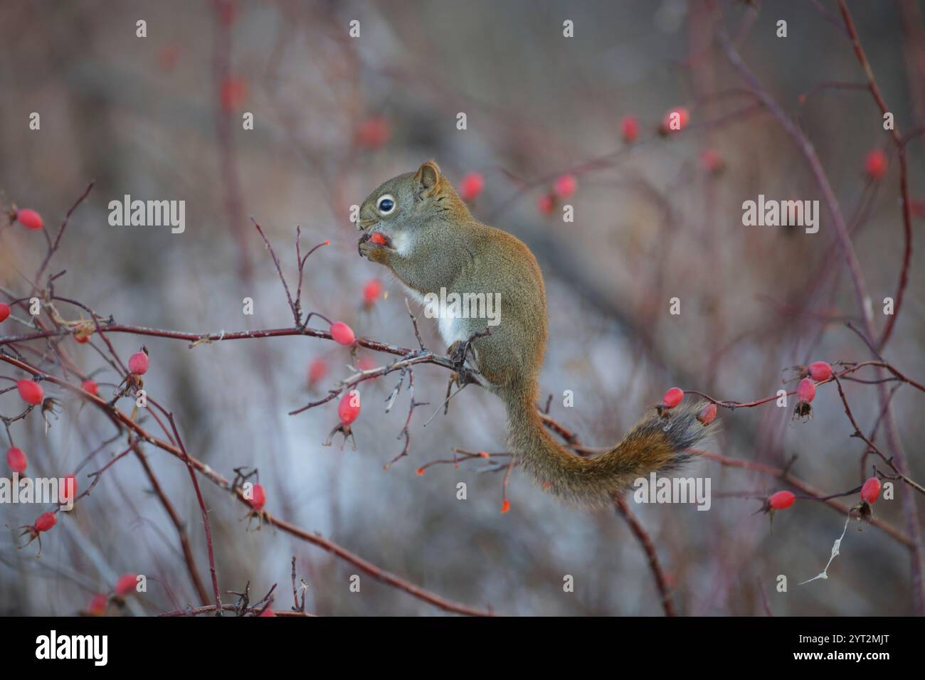 Little Squirrel si equilibra sul ramoscello di un cespuglio di rose, dando da mangiare ai frutti di rosa. Foto Stock