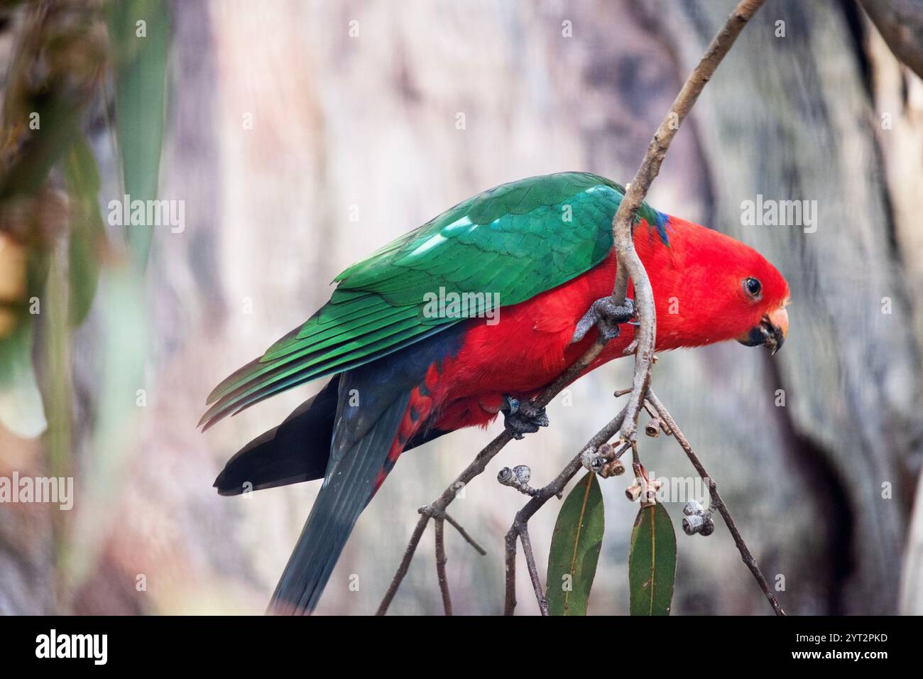 Il pappagallo reale australiano ha una pancia rossa, una testa di petto e una schiena verde, con ali verdi e una lunga coda verde Foto Stock