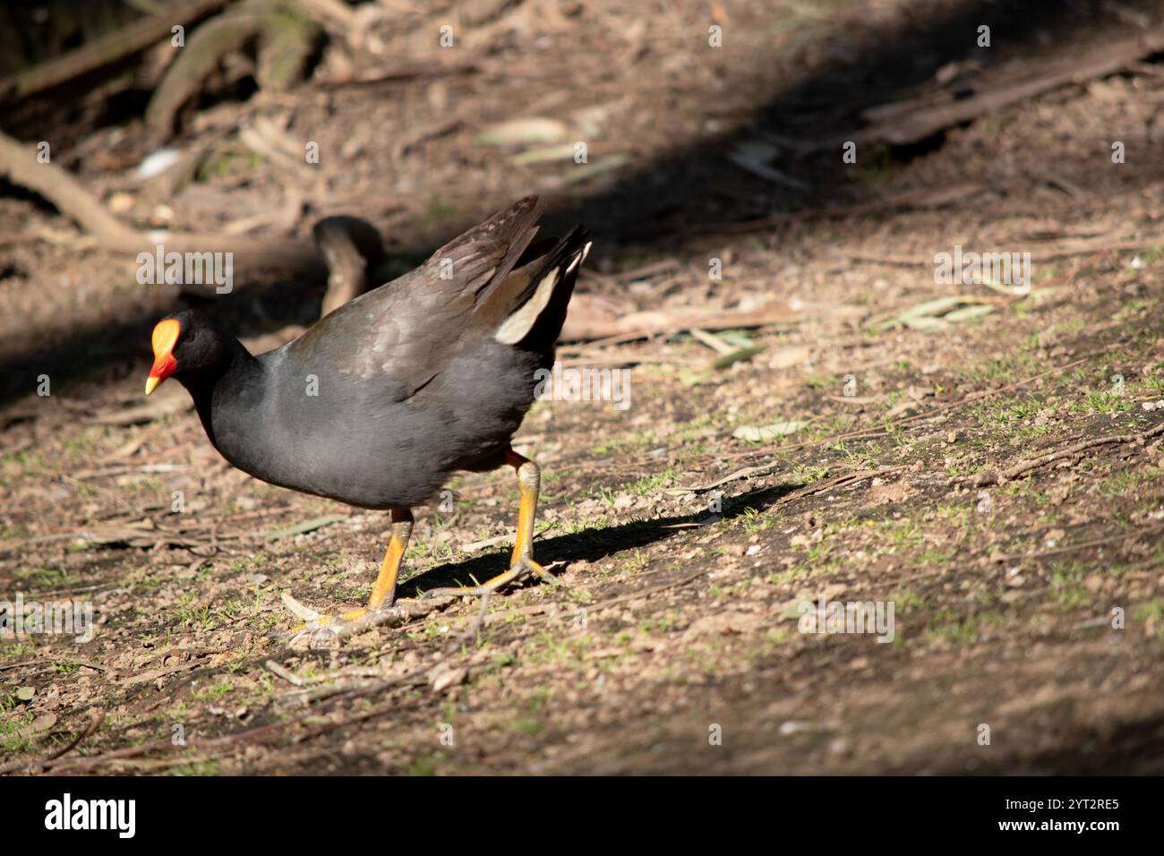 il bizzarro moorhen è un uccello d'acqua che ha tutte le piume nere con uno scudo frontale arancione e giallo Foto Stock