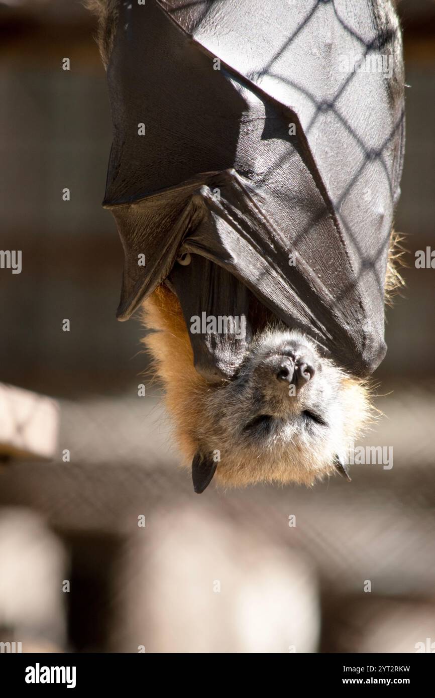 I pipistrelli sono gli unici mammiferi in grado di volare. Invece di braccia o mani, hanno le ali. Le ali hanno una struttura ossea simile alla mano umana. Foto Stock