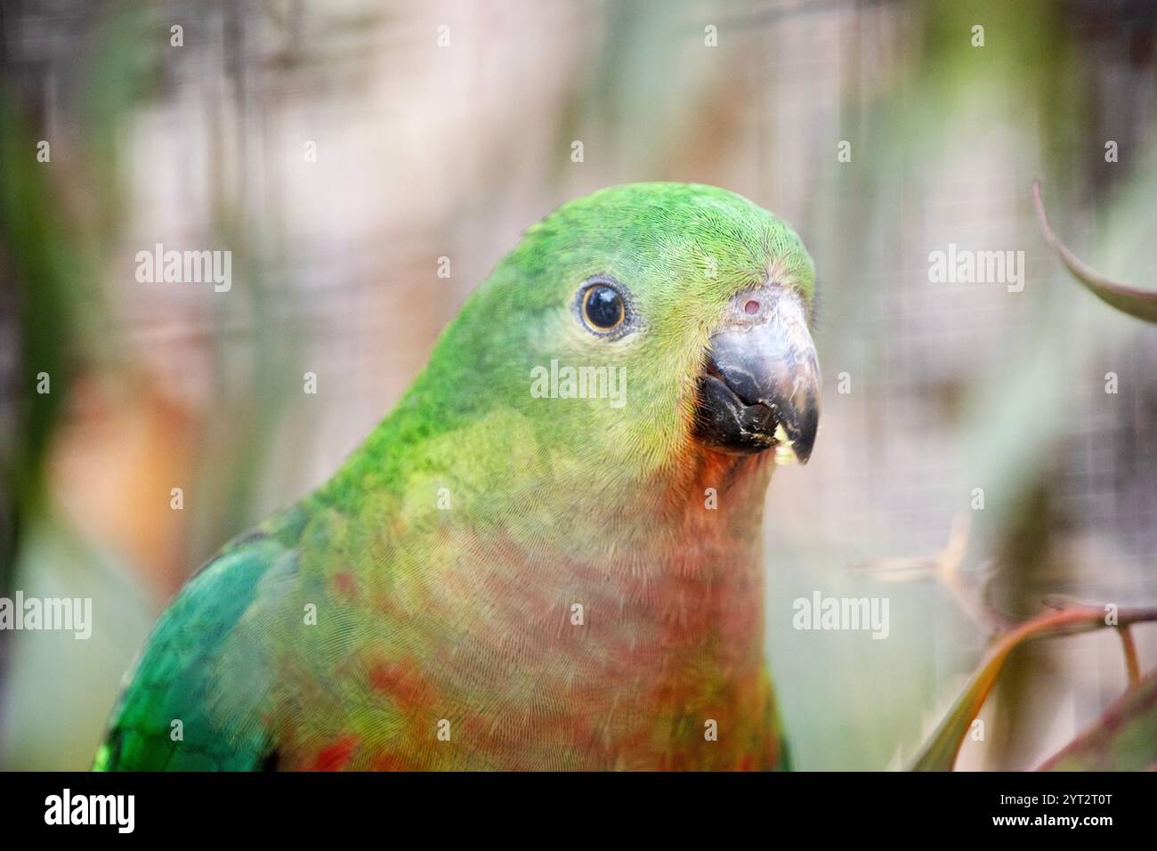 Il pappagallo reale australiano ha una pancia rossa e una schiena verde, con ali verdi e una lunga coda verde Foto Stock