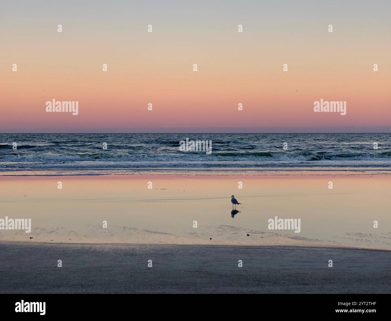 Un gabbiano solitario sorge sulla riva sotto un cielo color pastello al tramonto, riflesso in tranquille piscine di marea lungo un tranquillo orizzonte oceanico. - Immagine stock catturata con smartphone
