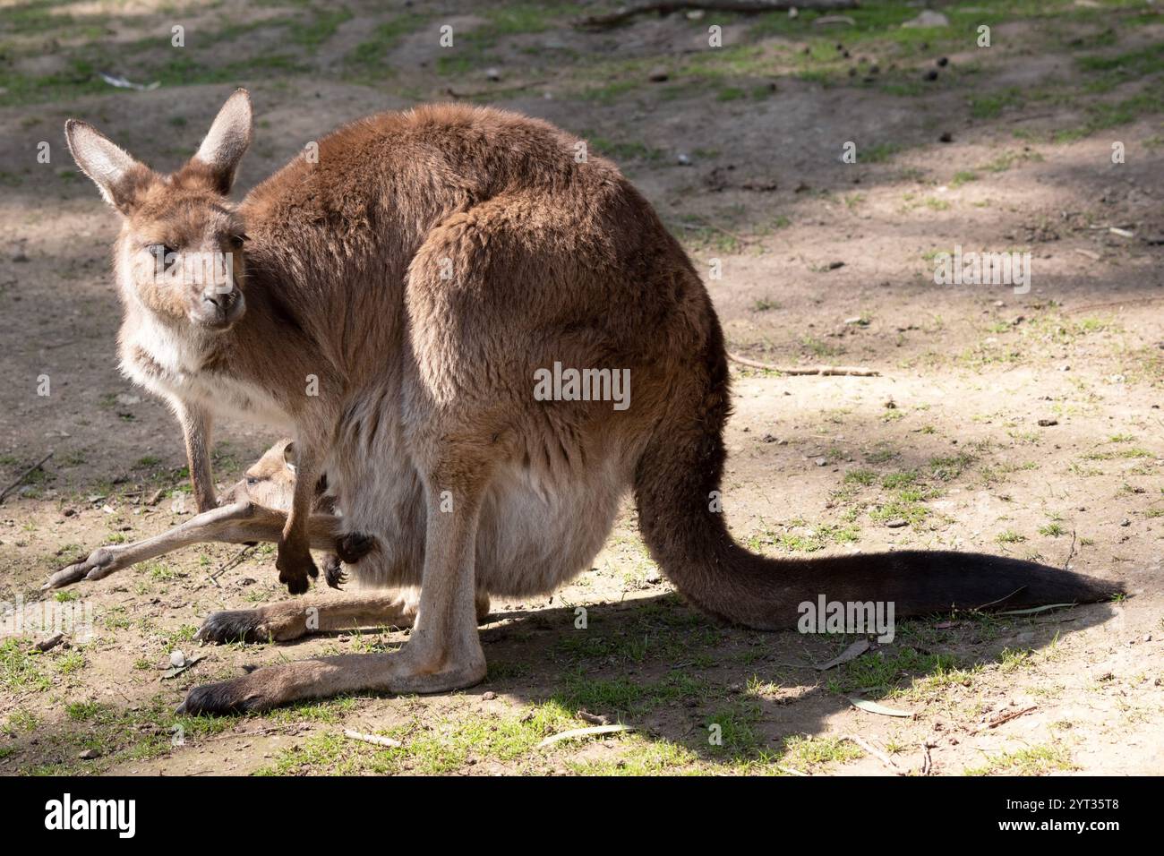 I grigi occidentali sono grandi animali muscolosi. sono da marrone-grigio a marrone-rossastro con una testa piccola, grandi orecchie e una lunga coda spessa utilizzata per il balanc Foto Stock
