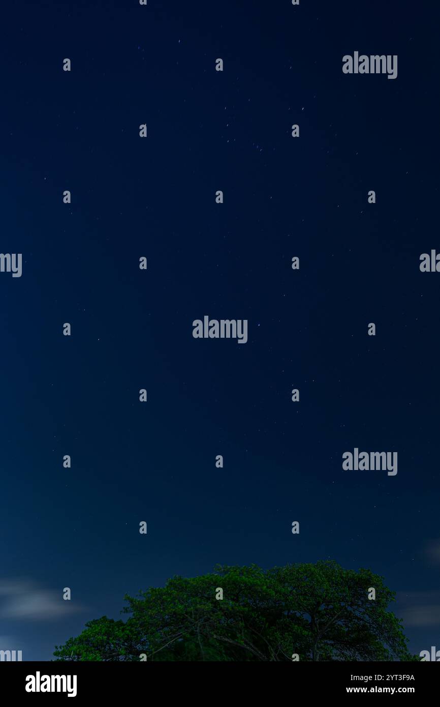 Notte stelle stellate paesaggio paesaggio, rara possibilità astronomica, vasto universo. Albero con foglie nella parte inferiore del telaio. Vista verticale. Singapore. Foto Stock Notte stelle stellate paesaggio paesaggio, rara possibilità astronomica, vasto universo. Albero con foglie nella parte inferiore del telaio. Vista verticale. Singapore. Foto Stock