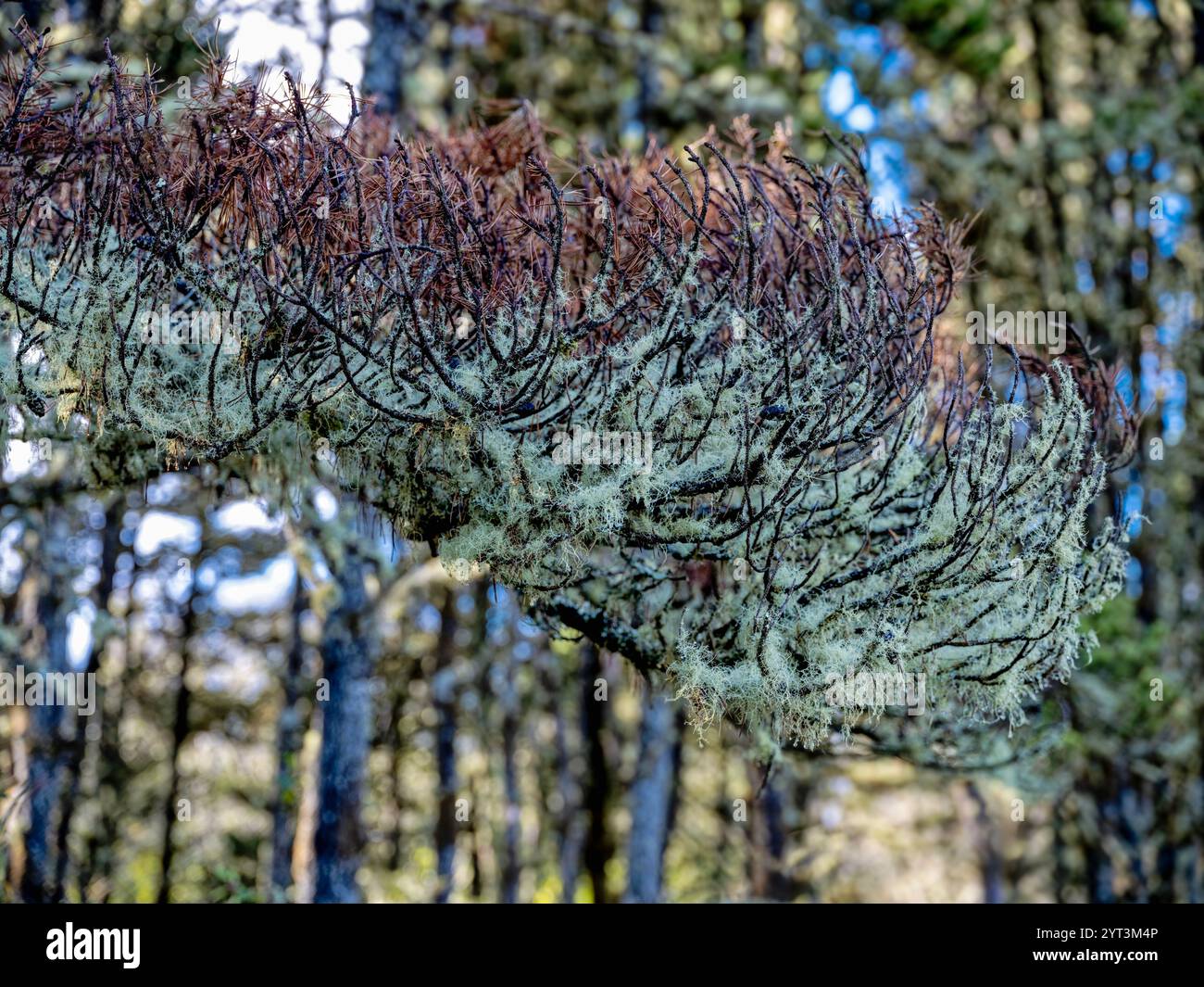 Il lichene da barba cresce su un ramo d'albero nel Leadbetter Point State Park, Washington, USA Foto Stock