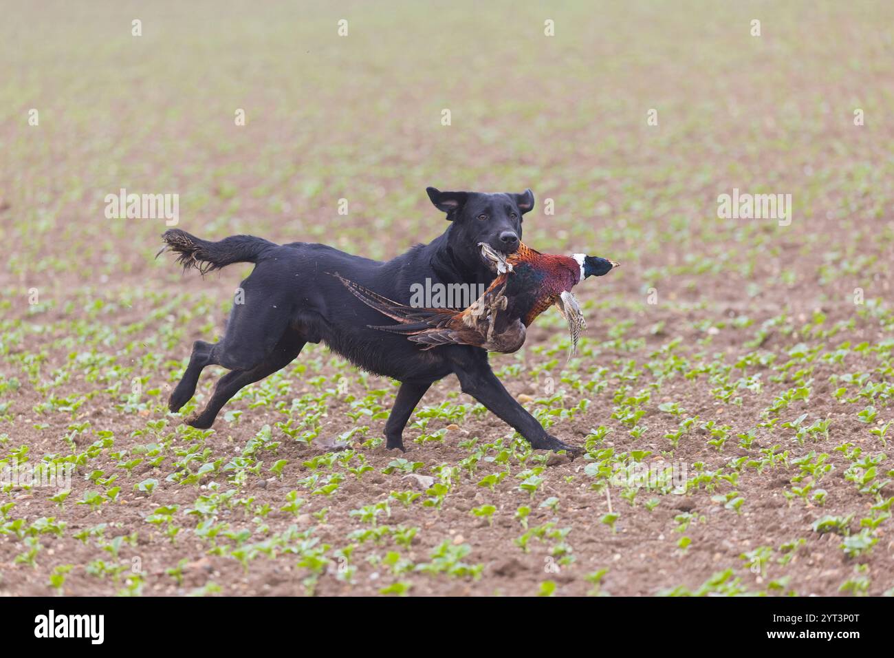 Labrador retriever che corre sul campo con il fagiano Phasianus colchicus, maschio adulto in bocca durante le riprese di gioco, Suffolk, Inghilterra, dicembre Foto Stock